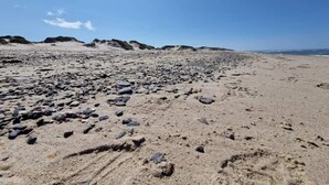A beach with scattered rocks and dunes in the background. - 4 Star Holiday Home in Ulfborg (Ulfborg)