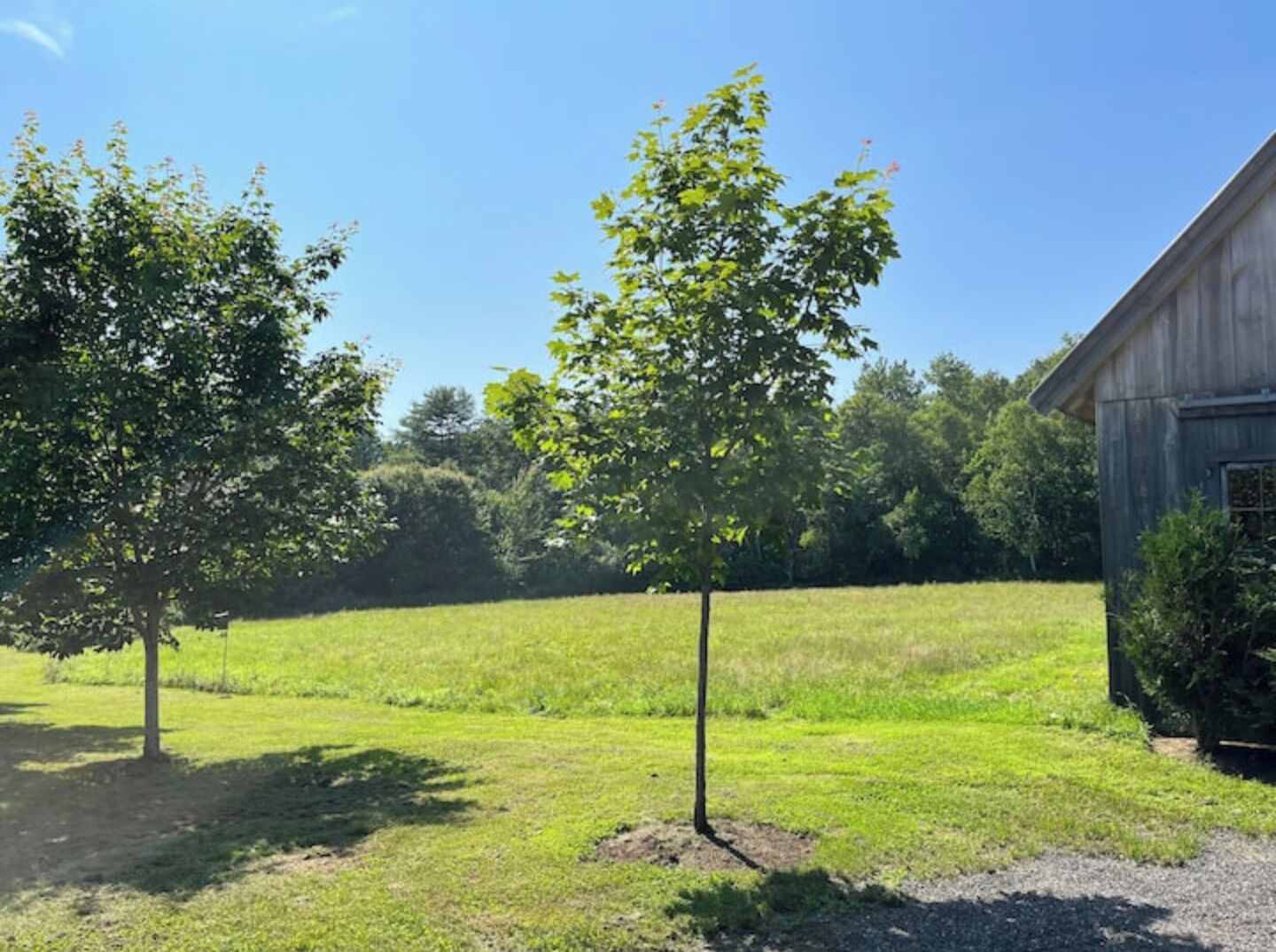 A rural landscape with a barn, two young trees, and a grassy field.