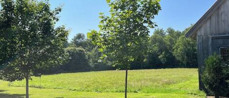 A rural landscape with a barn, two young trees, and a grassy field.
