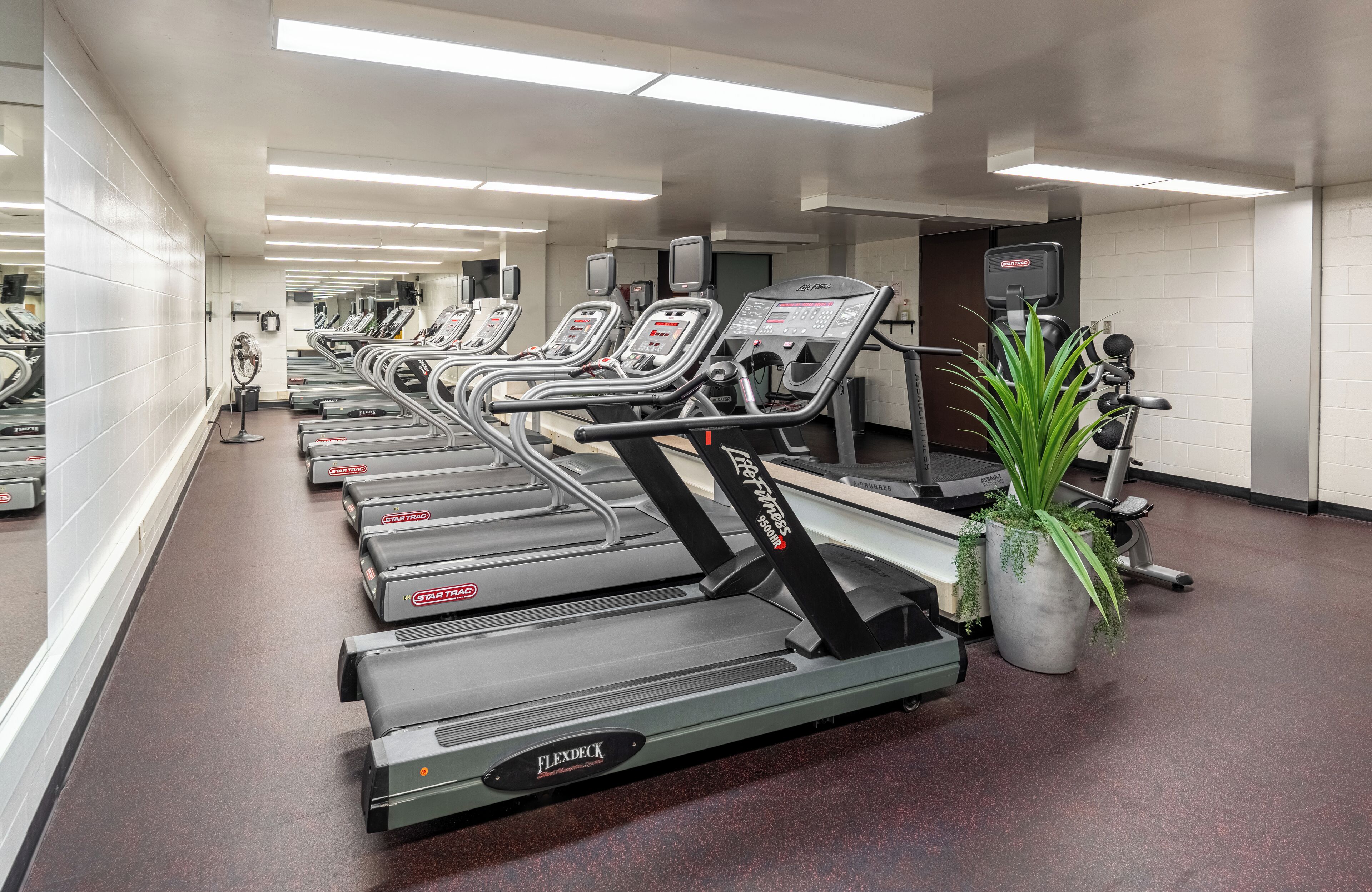 A gym with multiple treadmills, mirrors, and a potted plant.