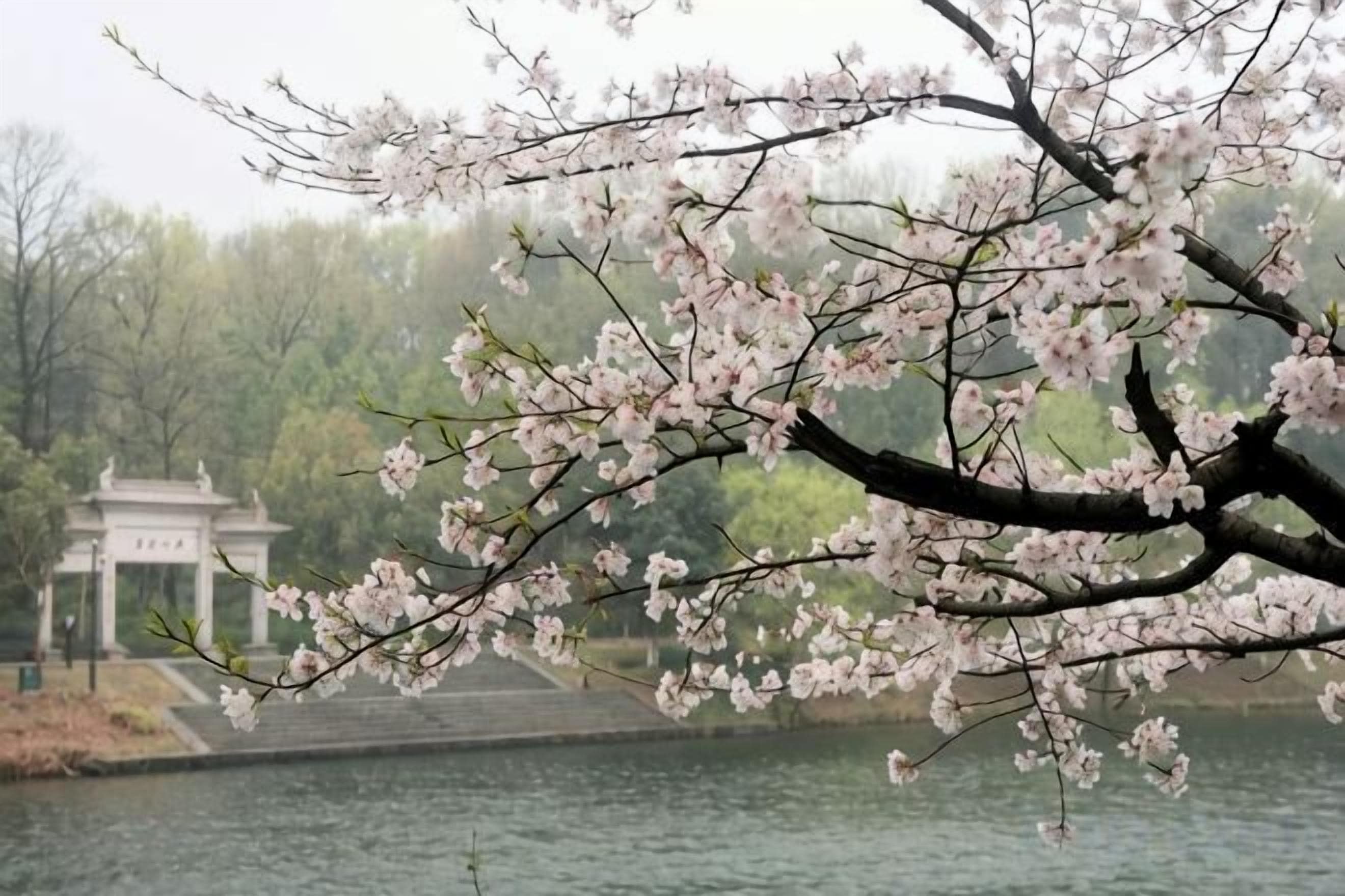 A cherry blossom tree in full bloom with a gazebo in the background.