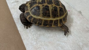 A turtle on a textured surface. - Charming 2-bedroom apartment with AC, WiFi in pleasant Orlando (Orlando)