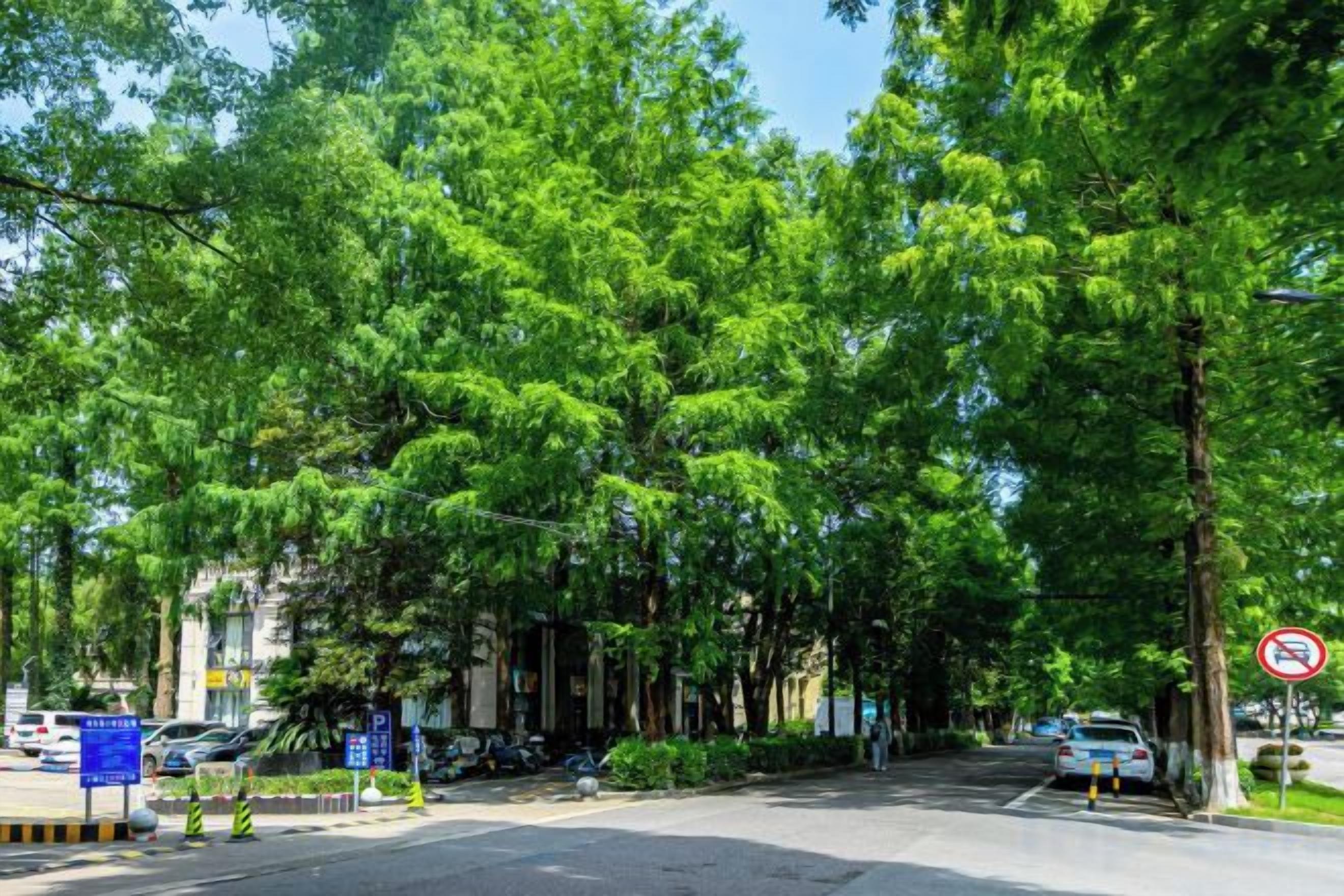 A tree-lined street with a no parking sign, a blue directional sign, and a building with a visible entrance.