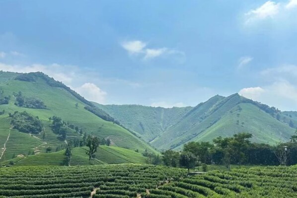 A hilly landscape with terraced fields.