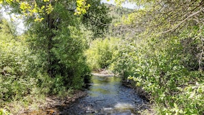 Un petit ruisseau bordé d’une végétation luxuriante.