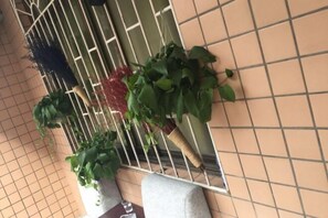 Property grounds - Zhangjiajie Cloud Youth Hostel (Zhangjiajie)