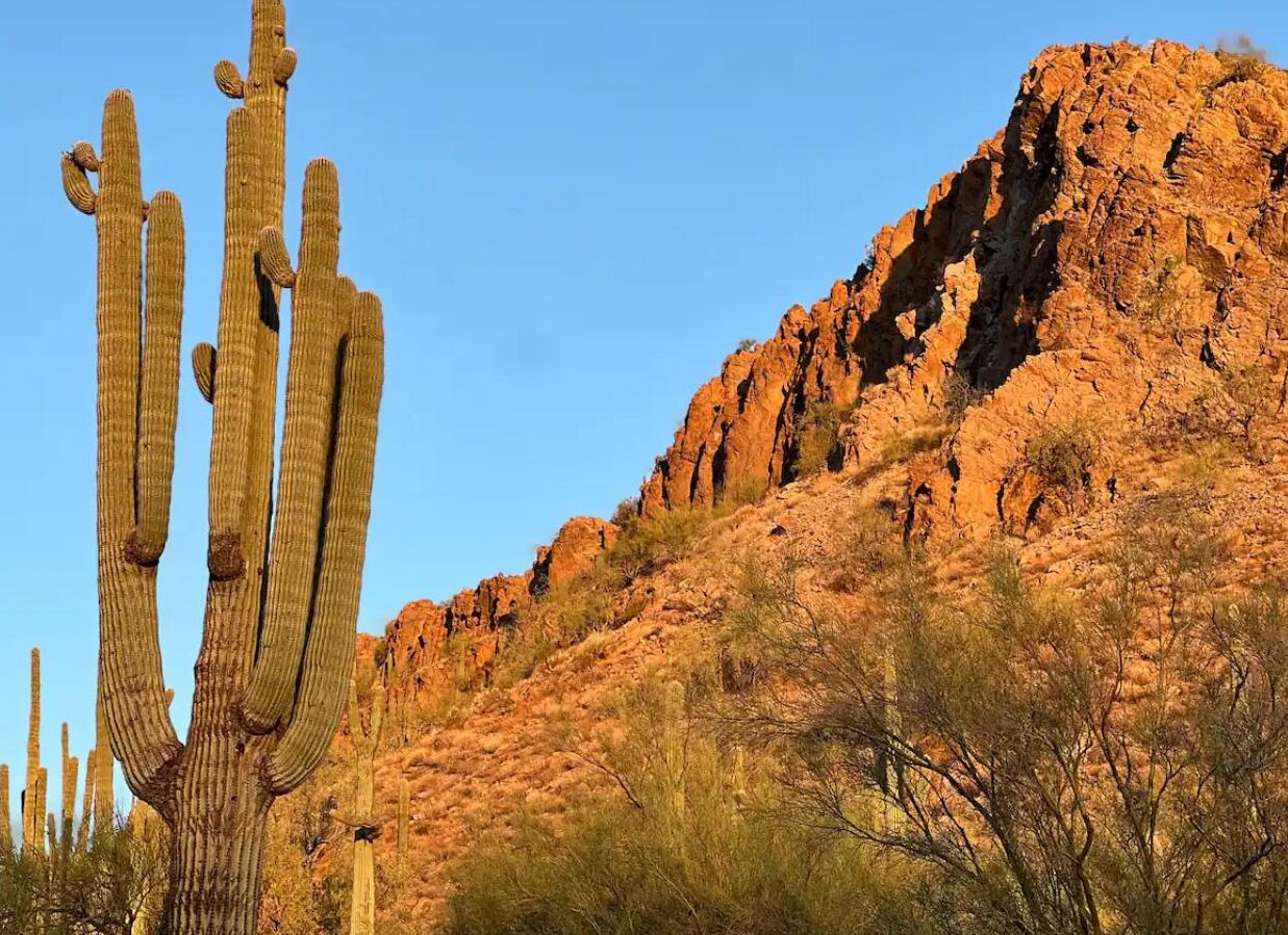 Un grand cactus saguaro, doté de nombreuses branches, se dresse dans un paysage désertique, avec une colline rocheuse en arrière-plan.