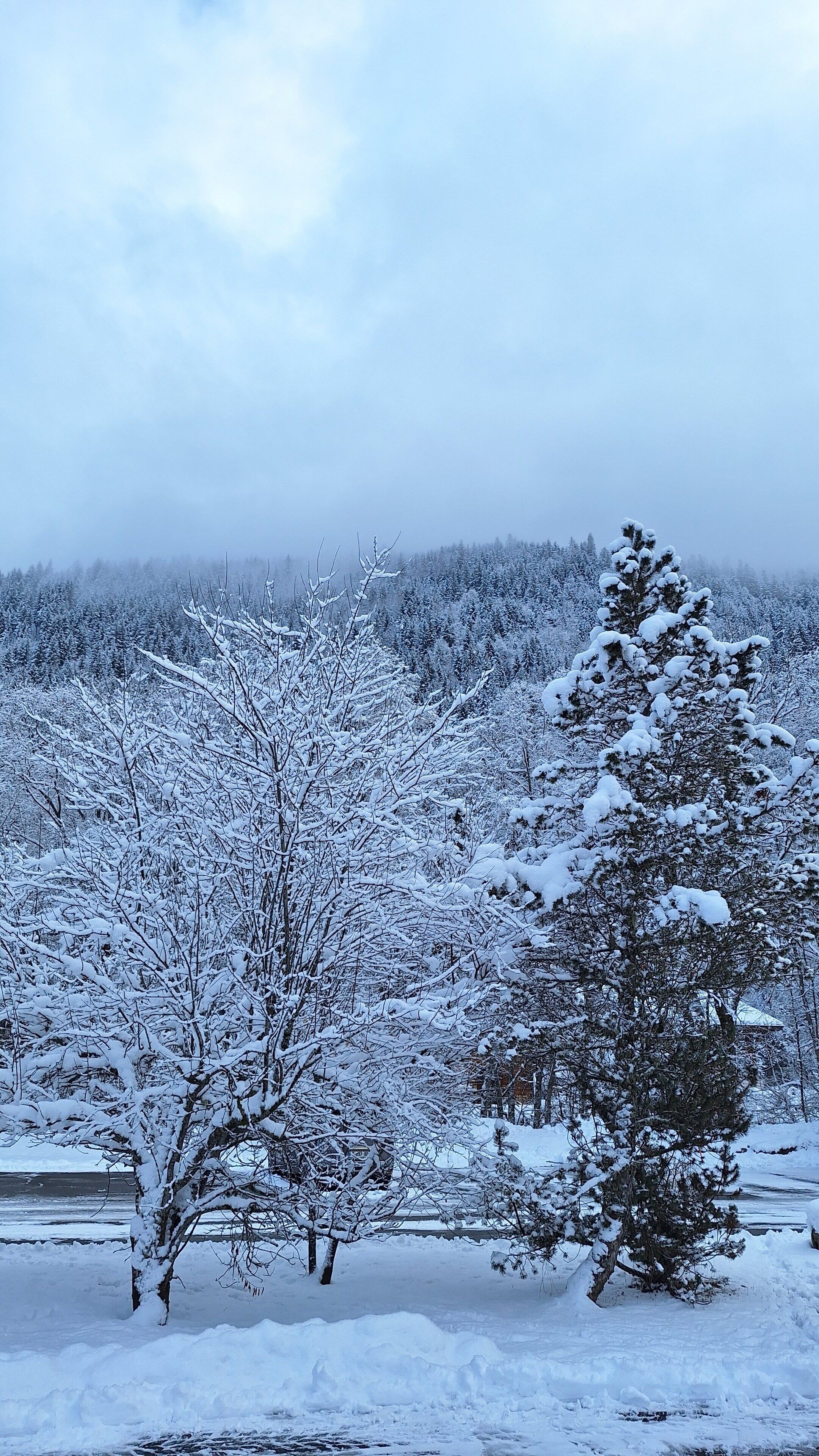 A snowy landscape with trees and a body of water.