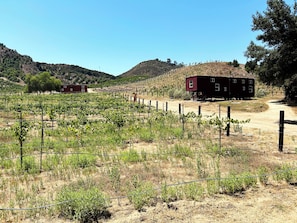 Rows of grapevines stretch across the rolling hills, supported by wire trellises, near two rustic buildings.