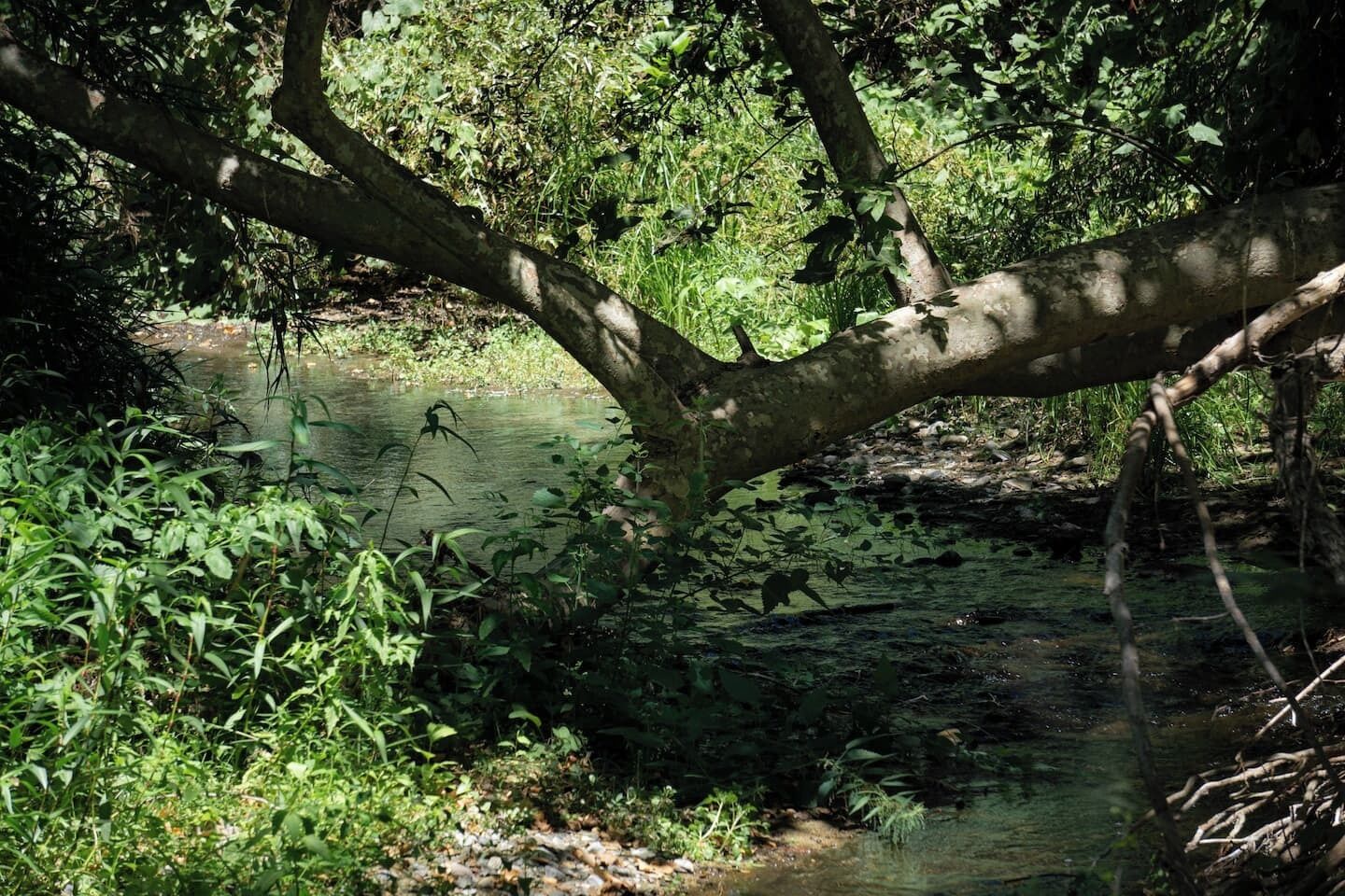 Un paysage naturel avec un arbre qui surplombe un ruisseau, le tout entouré d’une végétation luxuriante.
