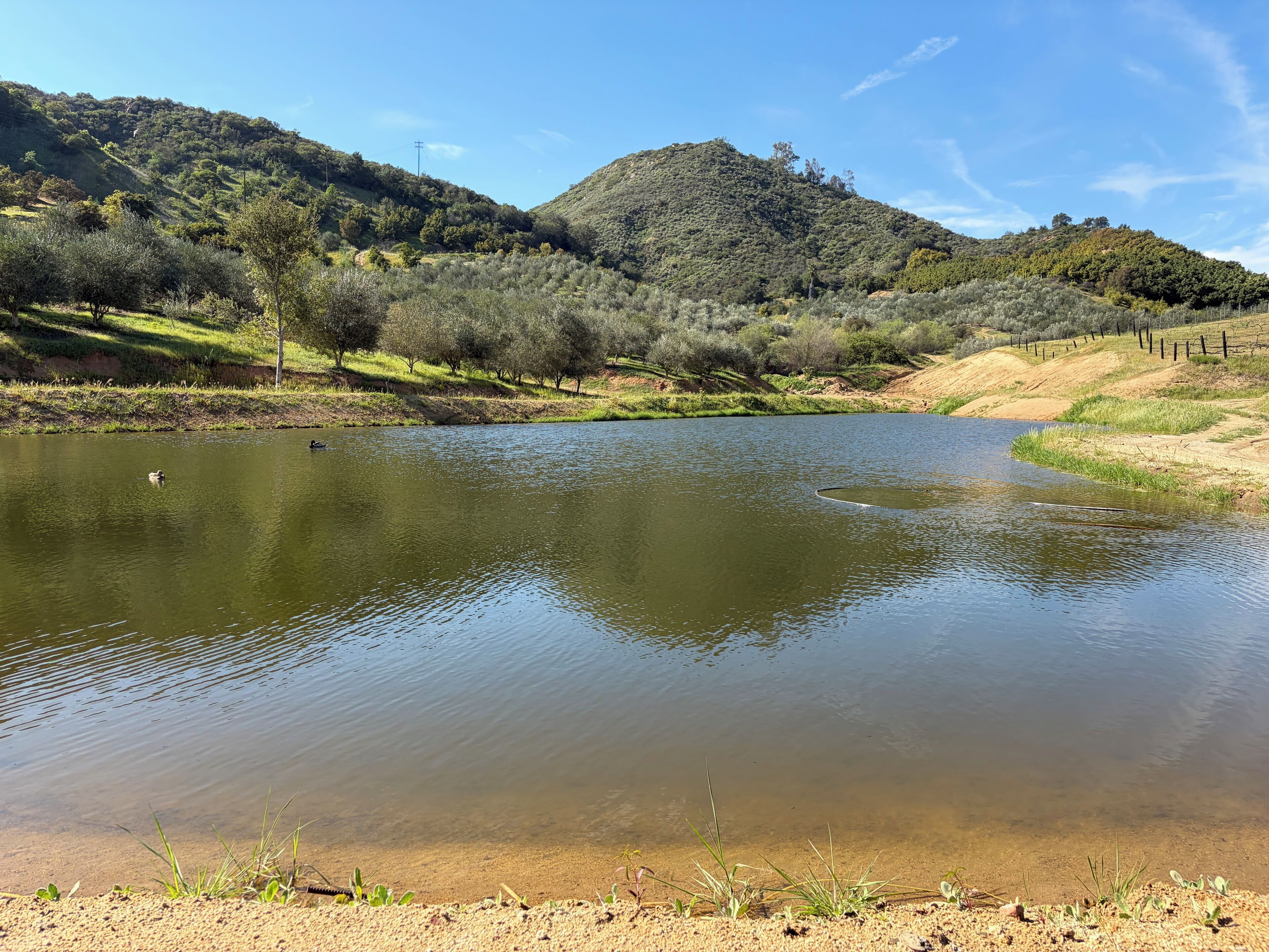 A calm river with a duck swimming, surrounded by lush greenery and hills.