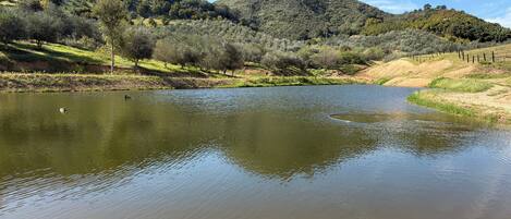 A calm river with a duck swimming, surrounded by lush greenery and hills.