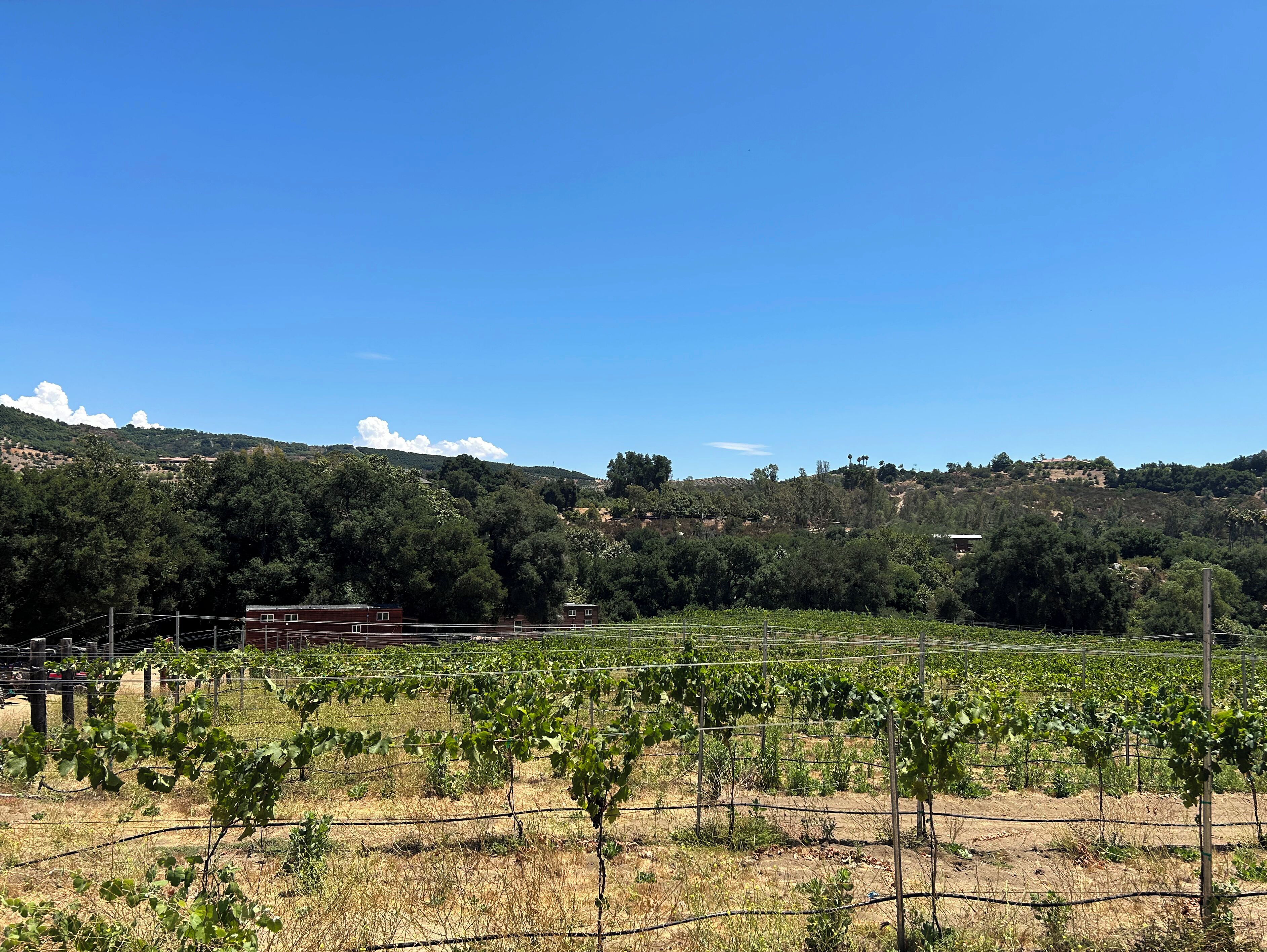 A vineyard with rows of grapevines, a clear blue sky, and a hilly landscape in the background.