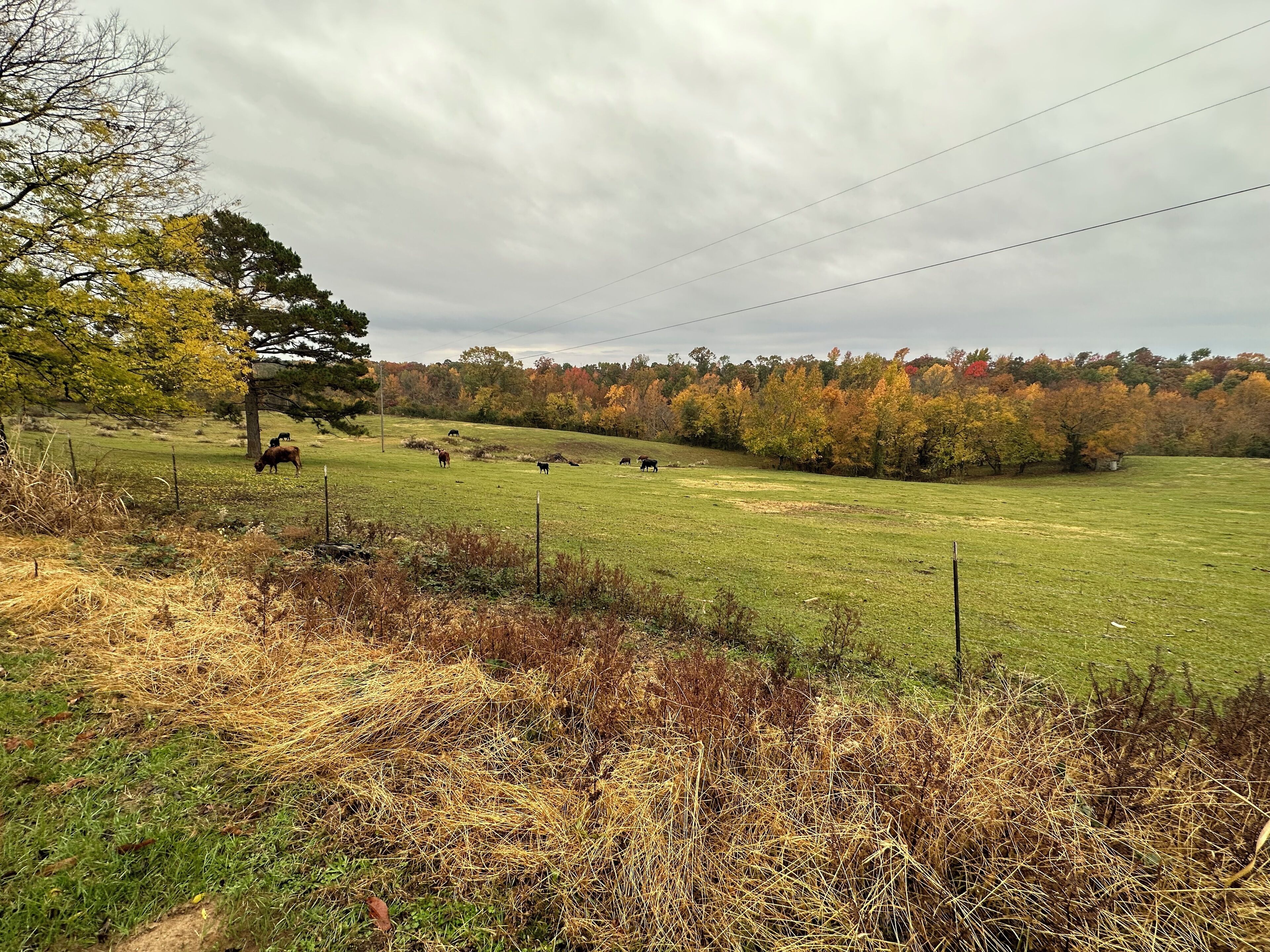 A rural landscape with a grassy field, trees in autumn colors, and a few cows grazing.