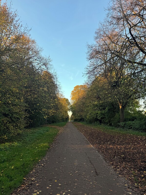 A paved pathway flanked by trees with autumn leaves, leading to a distant point.