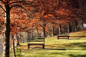A park with a bench and trees with autumn leaves. - Chingjing Top Cloud Resort (Nantou)