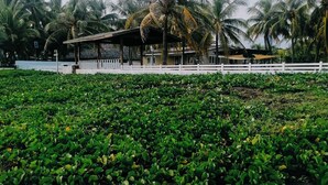 Een hotel aan het strand met een overdekt buitengebied, palmbomen en een zandvlakte met groene planten.
