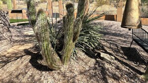 A cactus with a metal bell hanging from a branch.
