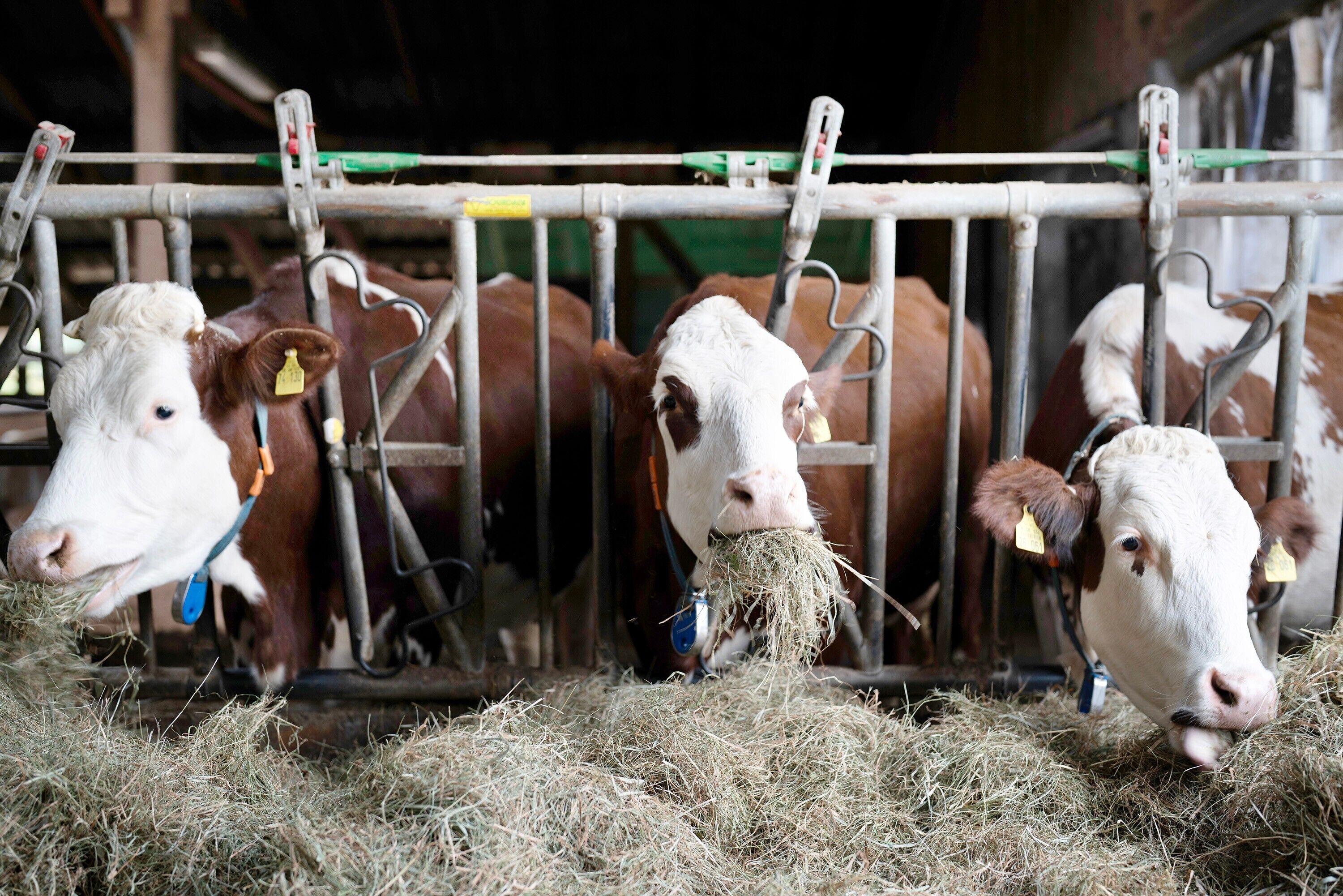 A barn with cows eating hay, metal gates, and a blue collar on one cow.