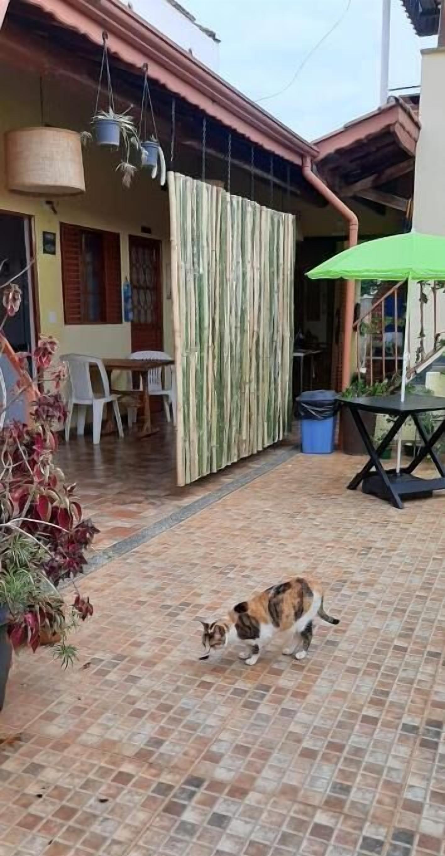 A tiled patio area with a cat walking. There are potted plants, a table with chairs, and a green umbrella.