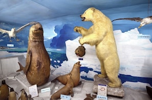 Una exhibición de museo con animales en conserva, incluyendo un oso polar, focas y un ave.
