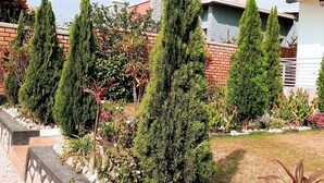 A landscaped garden with tall coniferous trees, a stone pathway, and a modern building with a balcony. - Kigali view Garden apart (Kigali)