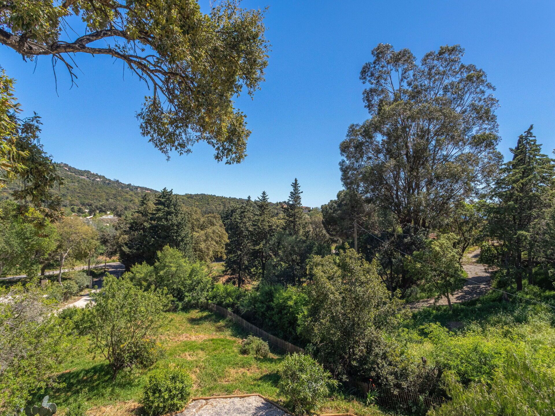 A natural landscape with a variety of trees and a dirt path.