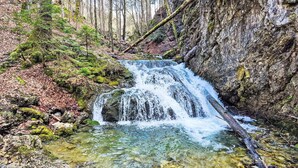 A waterfall in a forested area with clear water, rocks, and moss. - Nice apartment in villa for 5 people with A/C, TV and terrace (Fischbachau)
