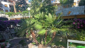 A palm tree in a planter surrounded by white pebbles and small plants, with a metal railing and a building in the background.