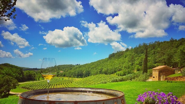 A vineyard with rows of grapevines, a rustic barrel, and a glass of wine. - Beautiful private villa for 5 people with A/C, private pool, WIFI, TV and patio (Umag)