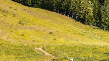 Explore the nearby meadow, teeming with summer wildlife.