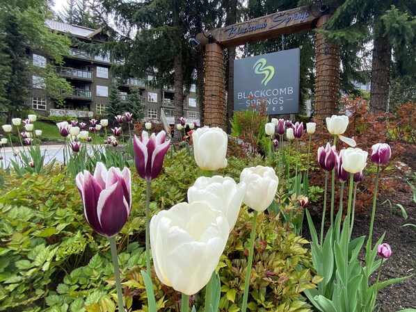 Une enseigne indiquant « Blackcomb Springs », avec en arrière-plan un immeuble à plusieurs étages et un jardin de tulipes.