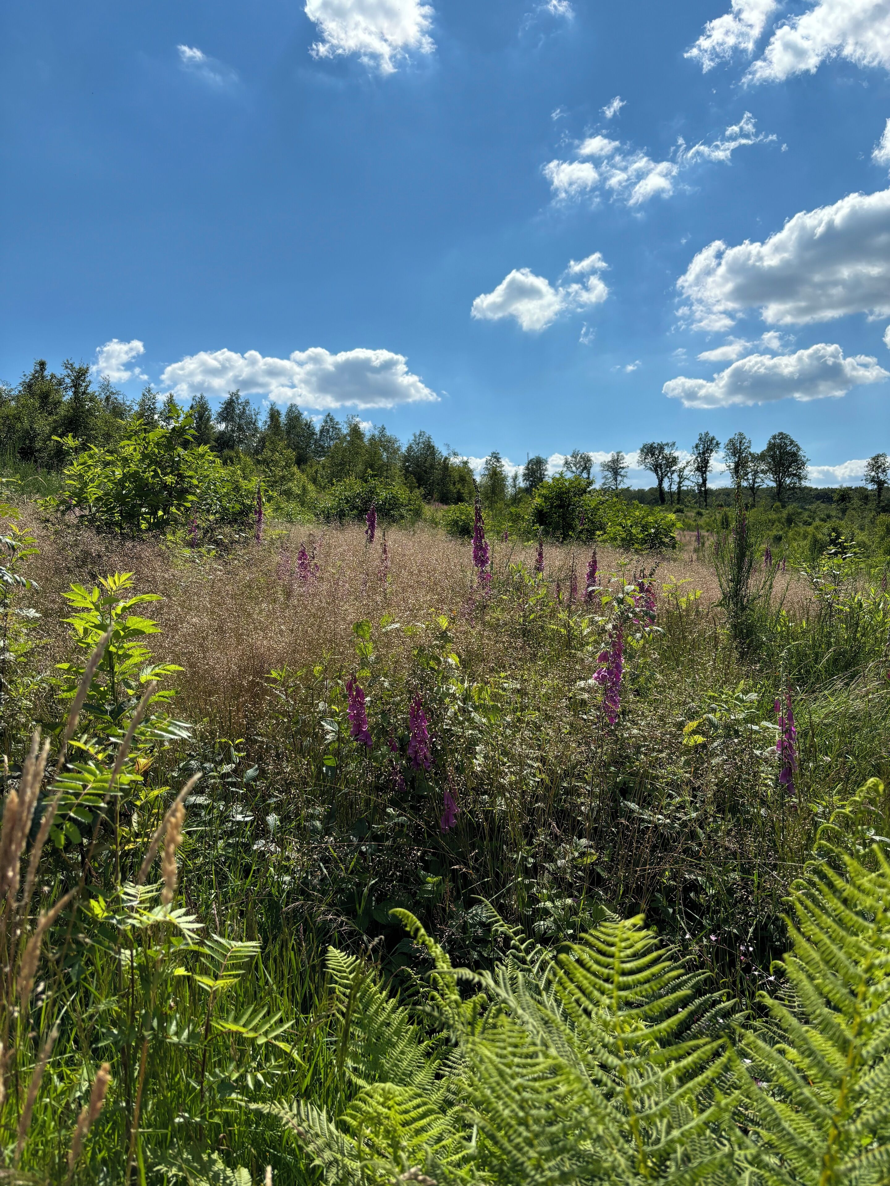 Paisatge natural amb una varietat de flors silvestres i falgueres sota un cel blau clar.