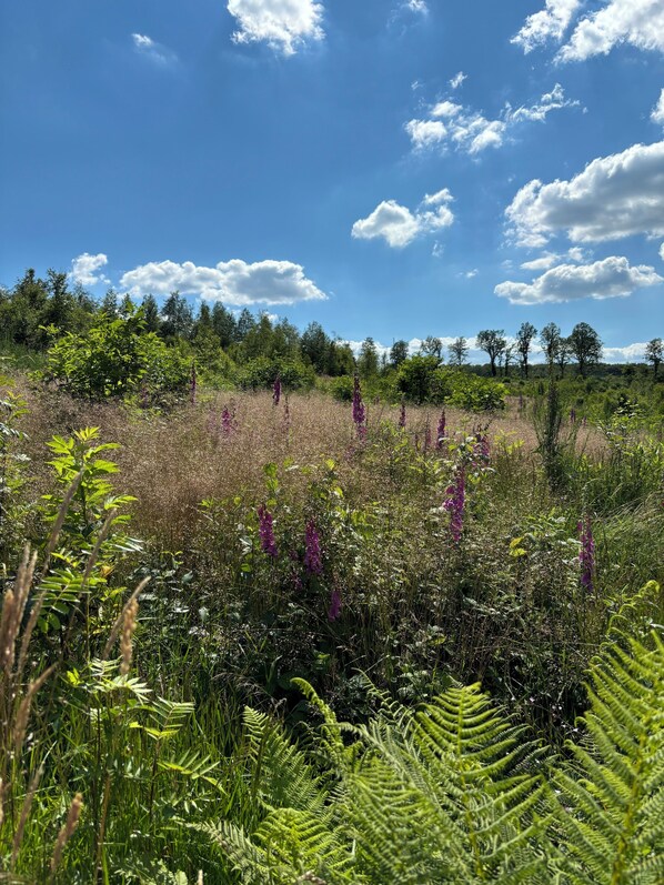 A natural landscape with a variety of wildflowers and ferns under a clear blue sky. - Close to Nature - Schnittchen Vacation Apartment on the Rothaarsteig (Wilnsdorf)
