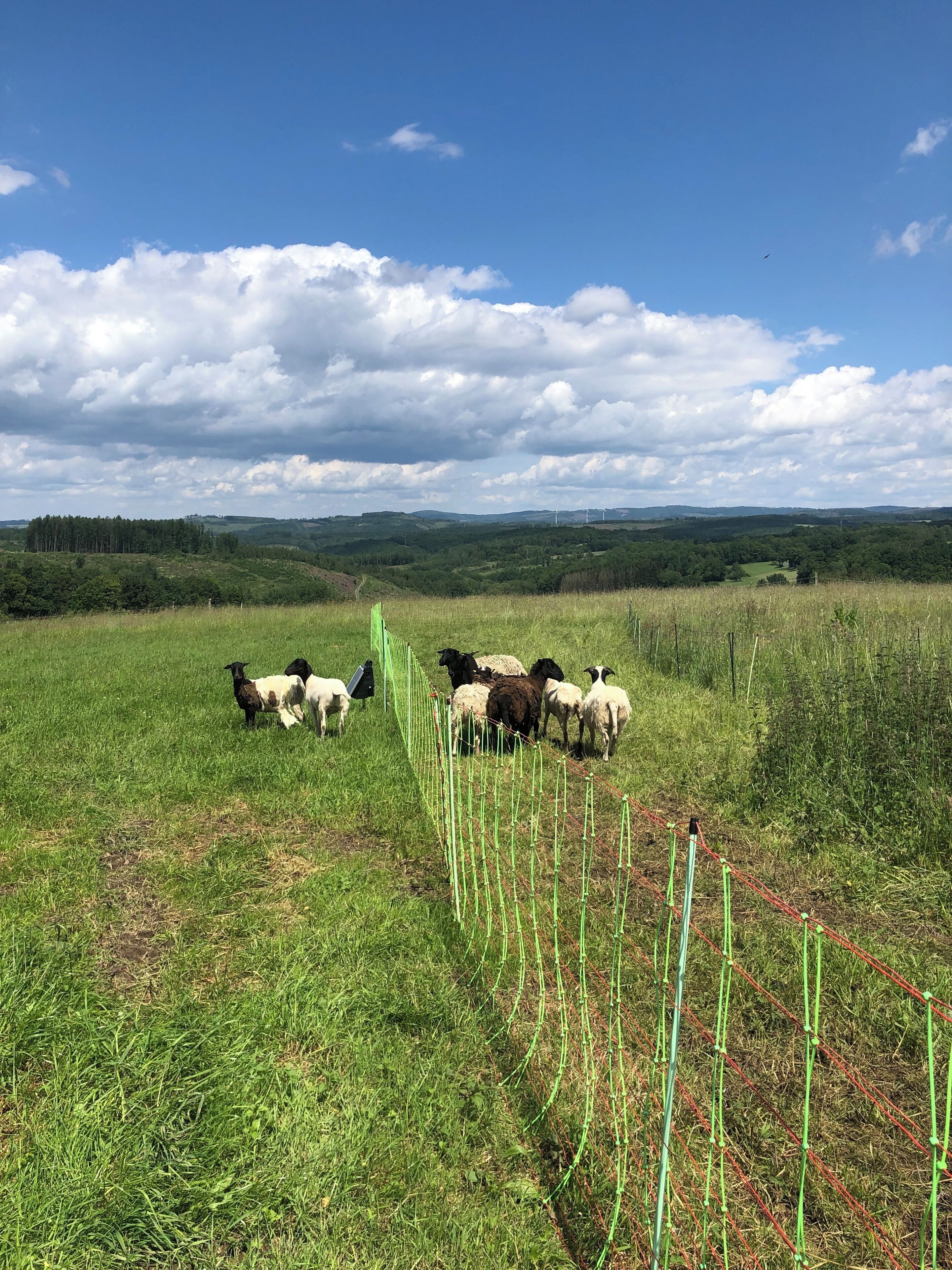 A grassy field with a group of sheep and a green fence.
