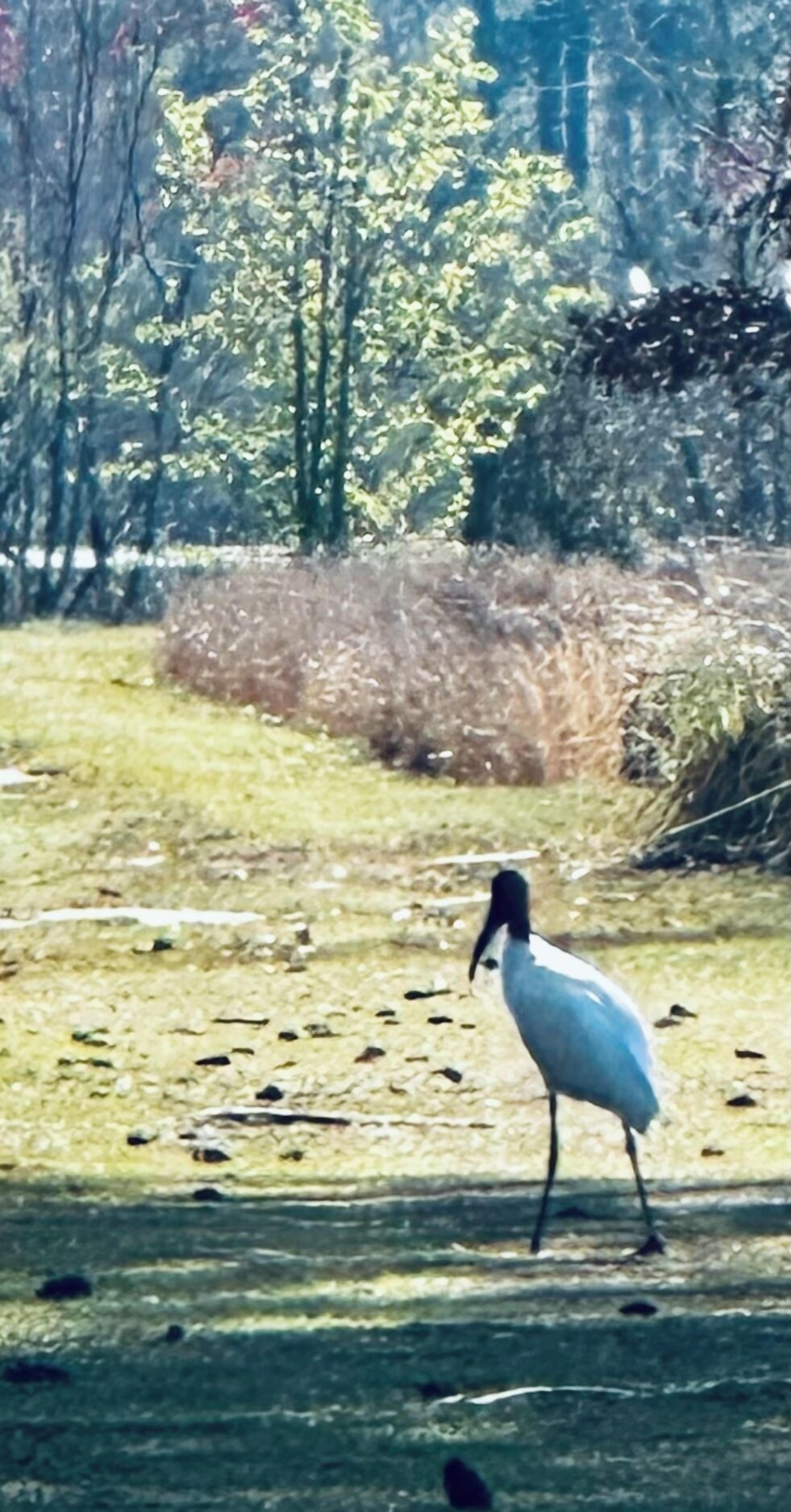 A bird standing on a grassy area with trees and bushes in the background.