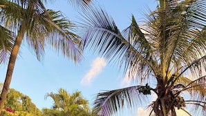 A pathway leading to a wooden gate, surrounded by lush palm trees and tropical vegetation. - Waterfront Luxury Tented Experience with Saltwater Infinity Pool & Beach - 2 Bed (Vigie)