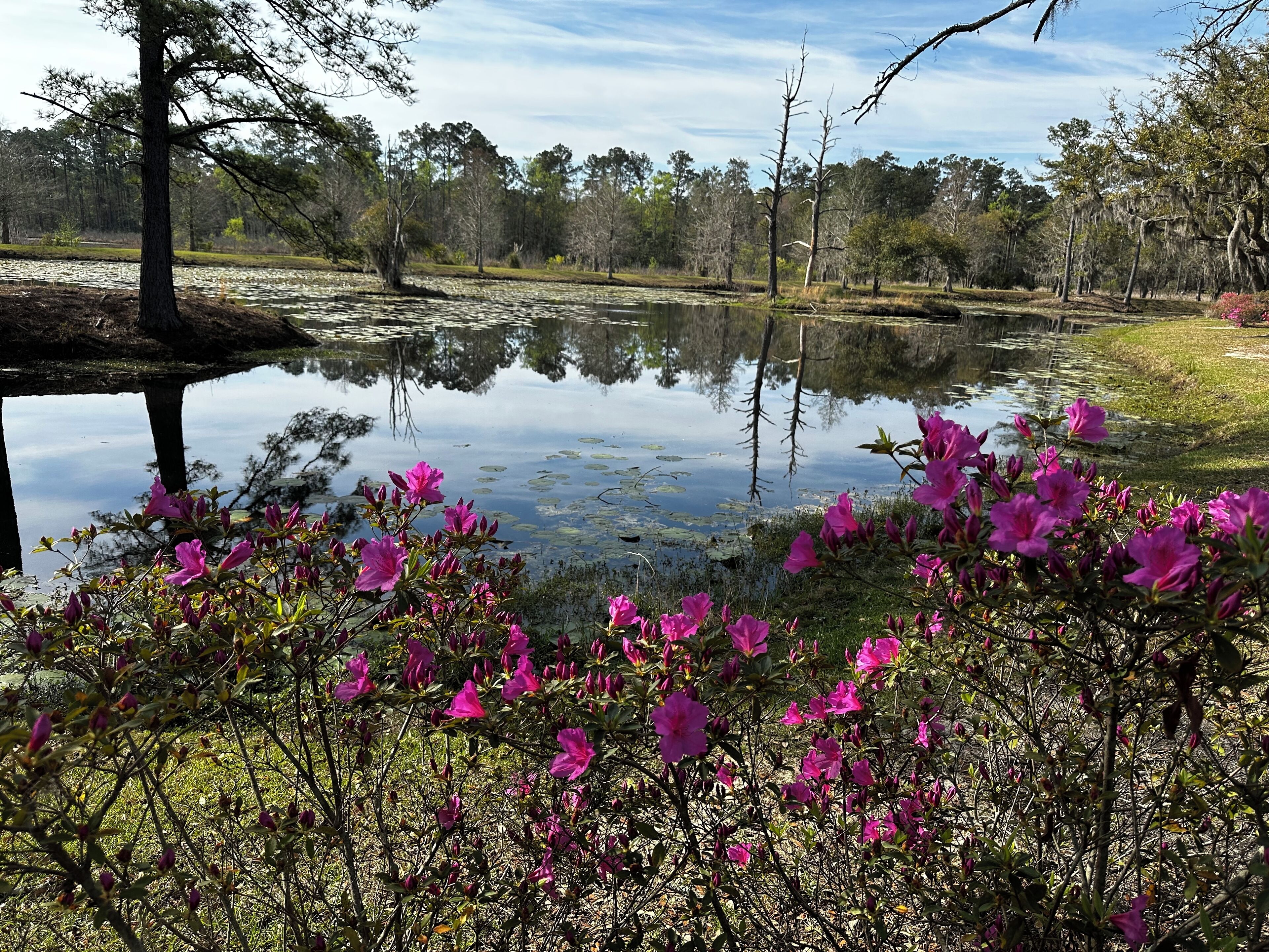 Eine natürliche Landschaft mit Teich, Bäumen und rosa Blüten im Vordergrund.