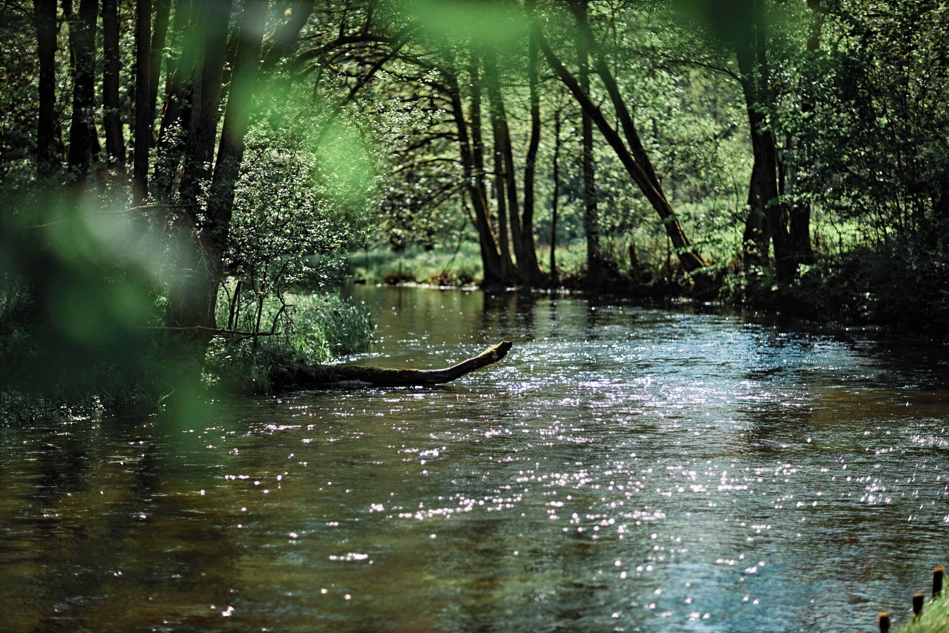 Un río tranquilo con una embarcación, rodeado de un bosque frondoso.