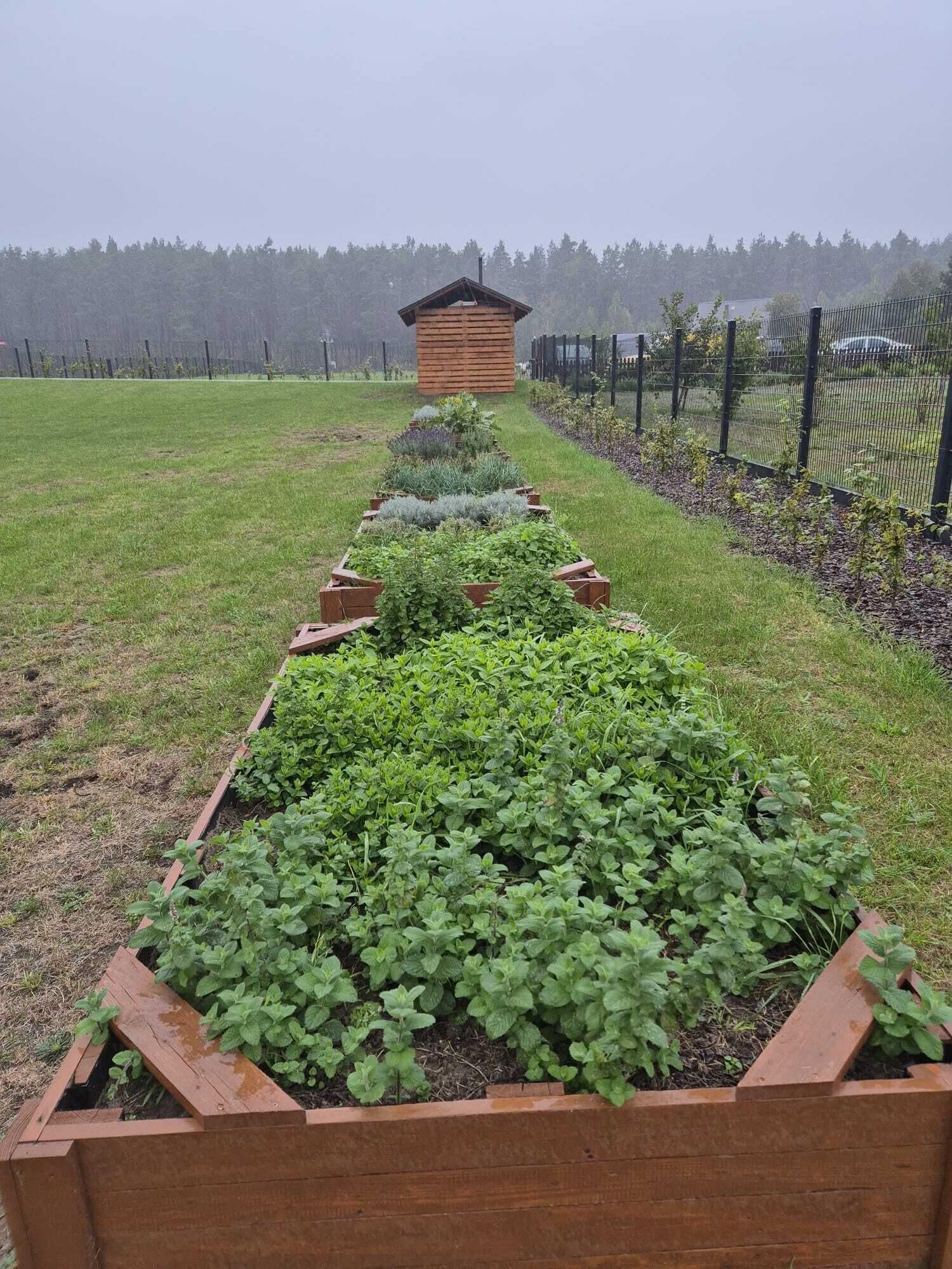 A garden with raised beds and a wooden structure in the background.