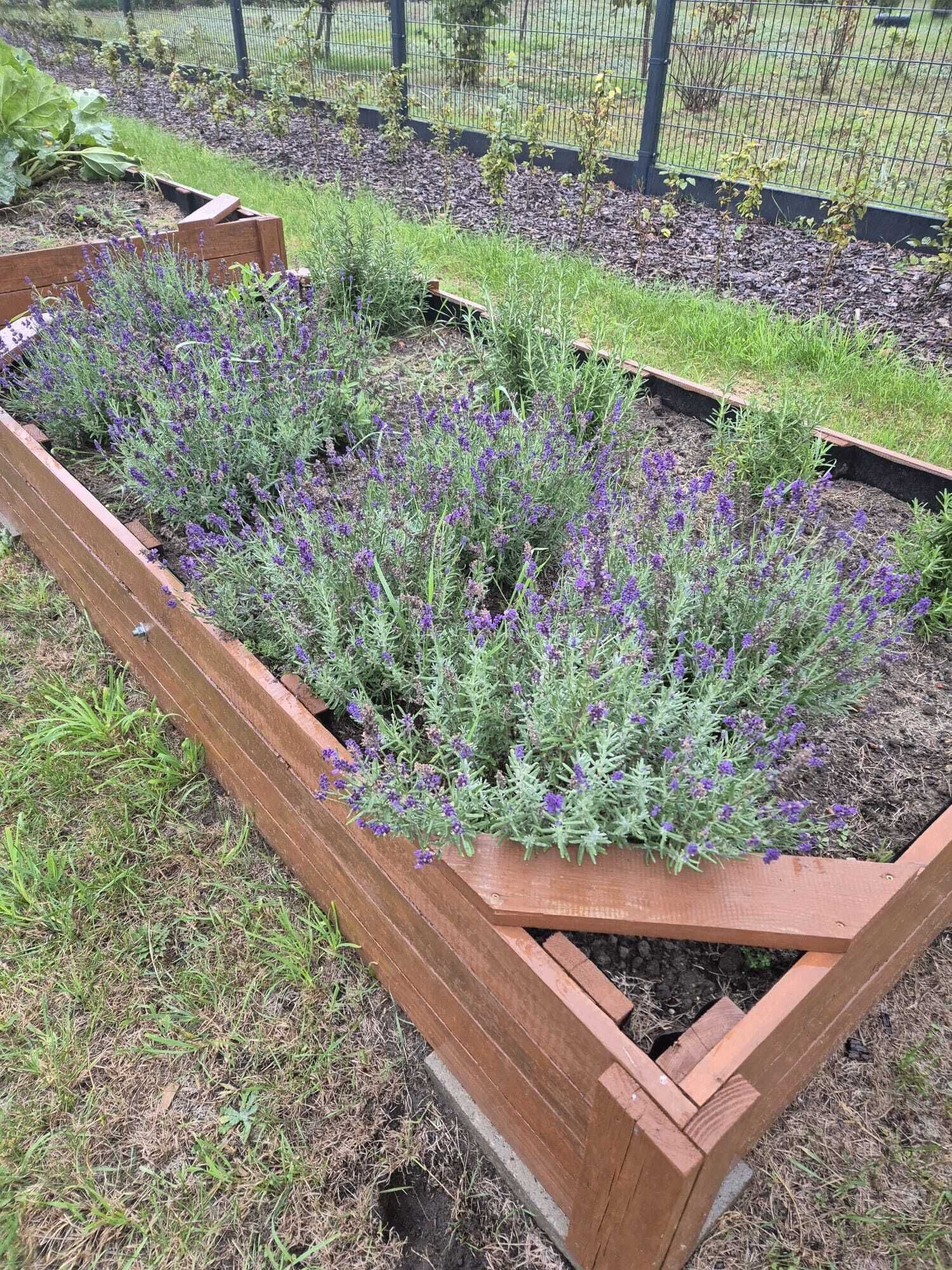 En rabatt med lavendelplantor i en trälåda.
