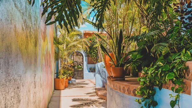 Un pasillo estrecho e iluminado por el sol, con plantas en macetas y una pared azul.