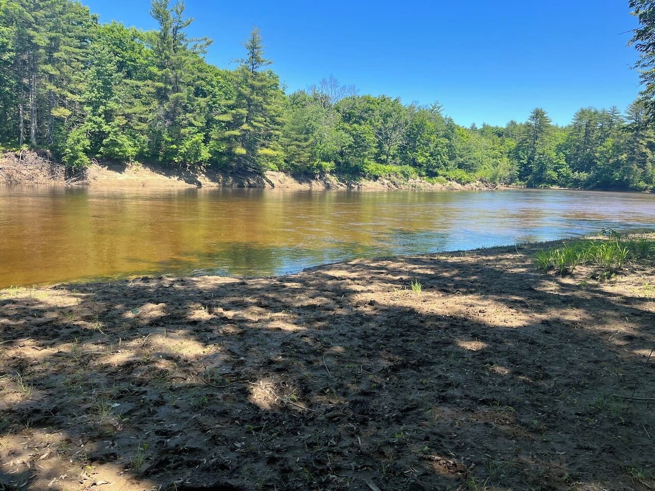 A riverbank with a sandy area and dense forest in the background.