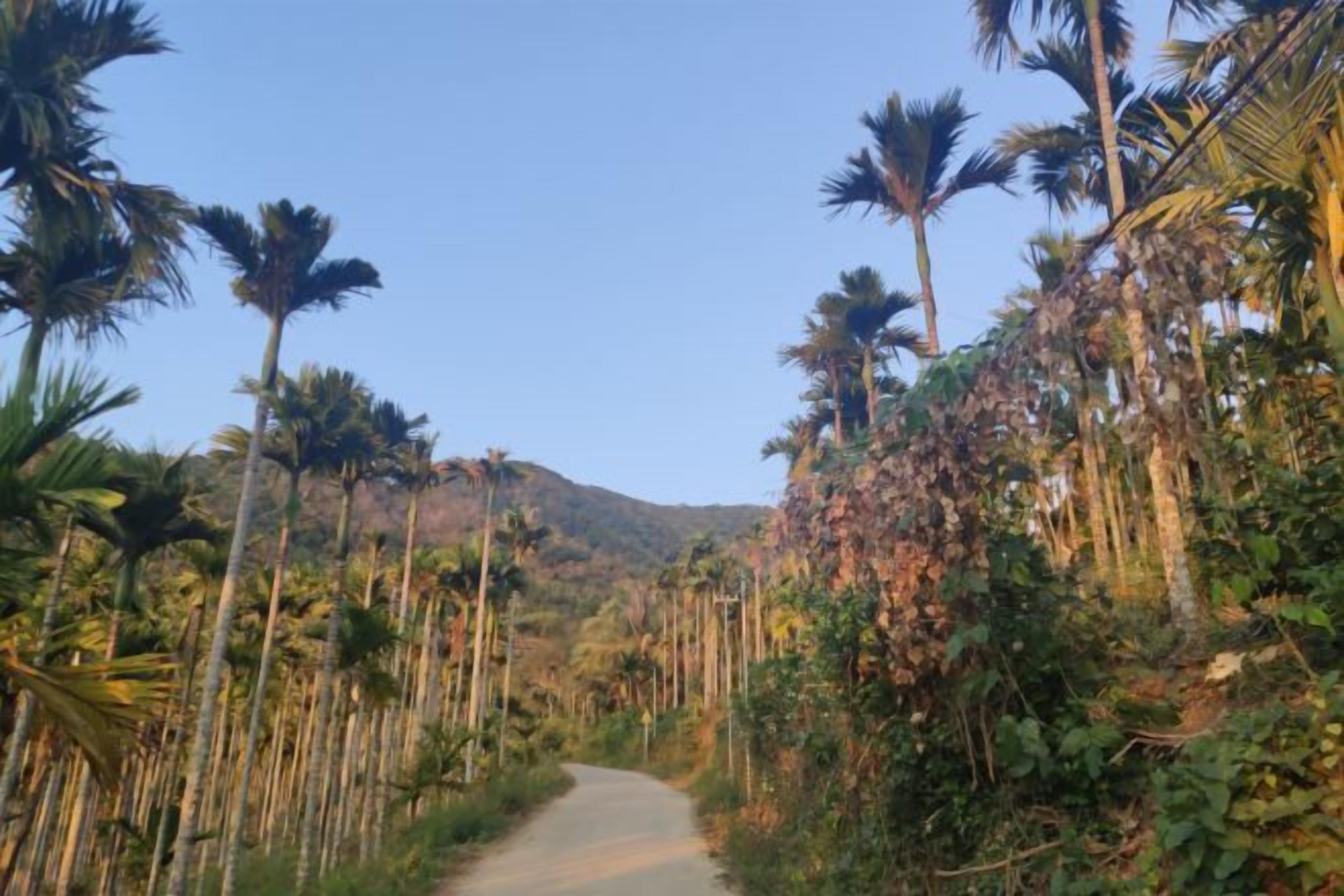 A narrow road flanked by tall palm trees and dense vegetation, leading towards a hilly landscape.