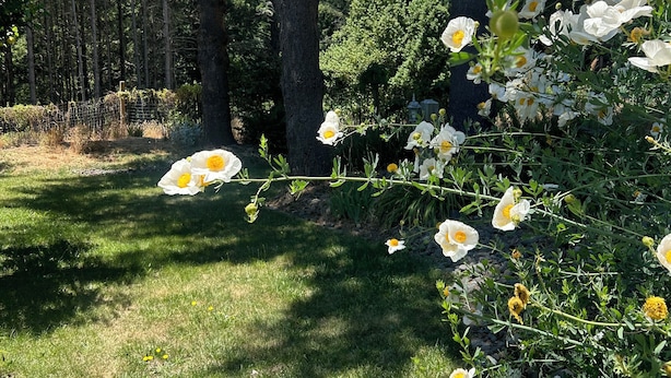 A garden with white flowers and green foliage.