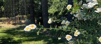 Majestic and Tranquil Retreat, amazing property and landscaping- Corvida House