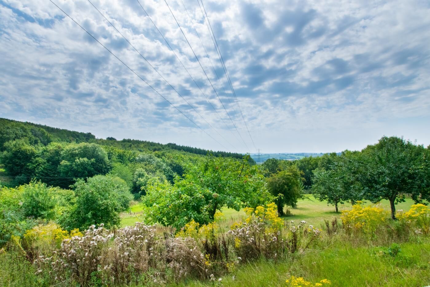 Üppige grüne Landschaft mit Bäumen und blauem Himmel.