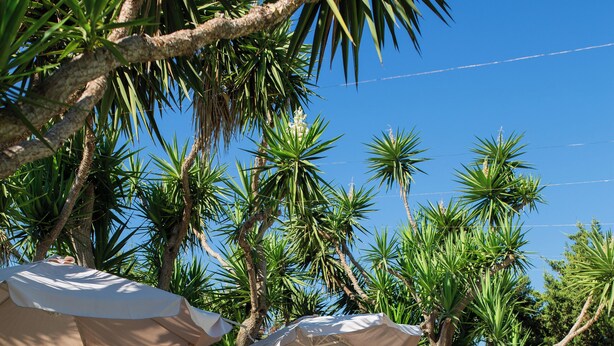 Ein Poolbereich mit Liegestühlen und Sonnenschirmen, umgeben von Palmen.