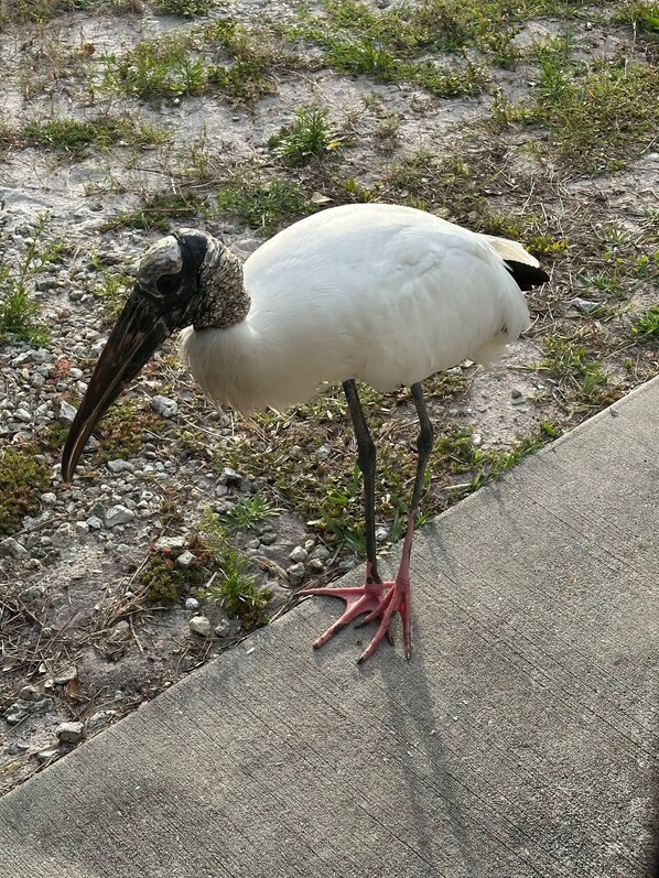 A bird with a long beak and pink legs standing on a concrete surface next to a grassy area.