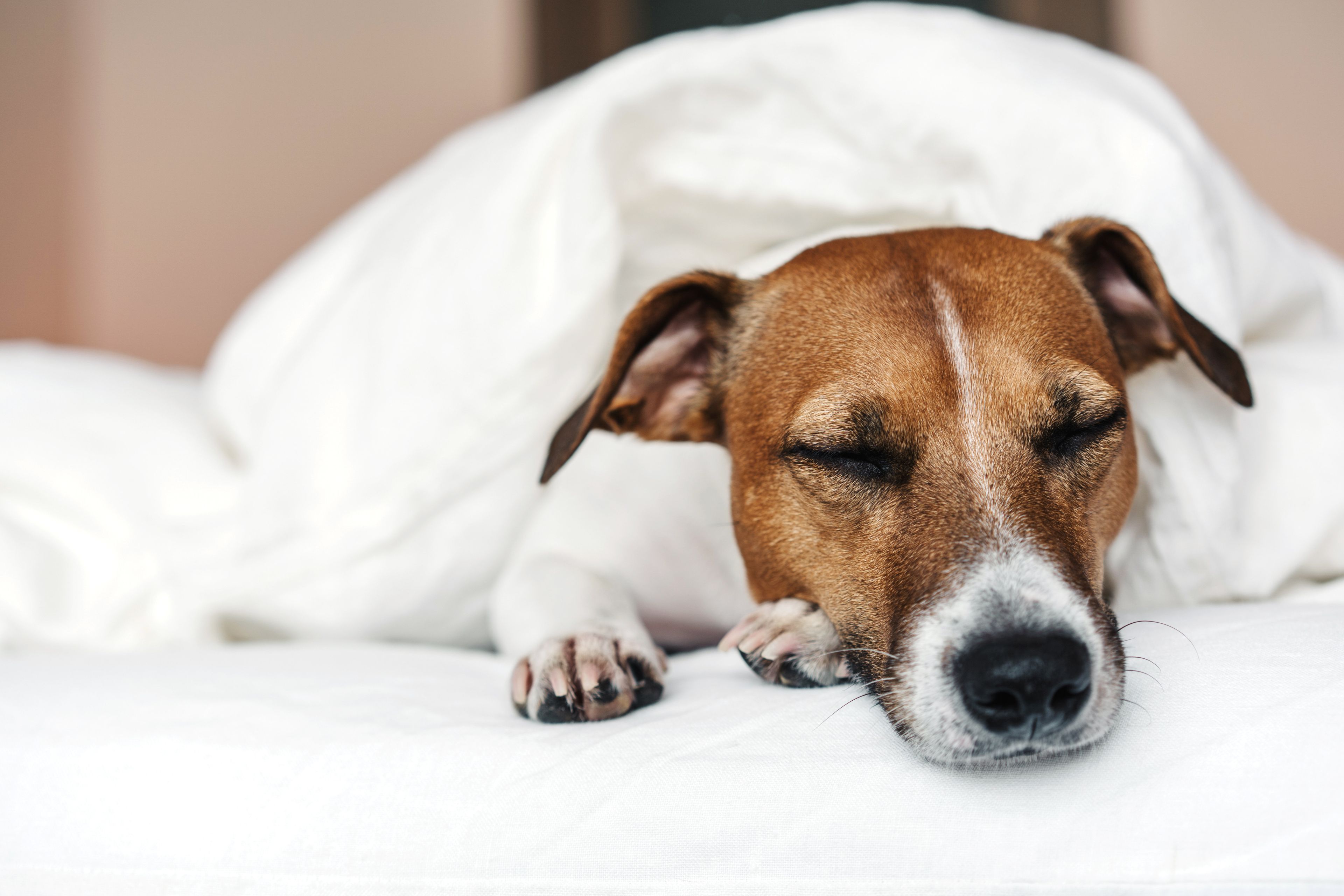 A dog lying on a bed with white bedding.